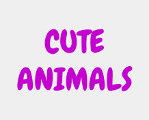 Cute Animals